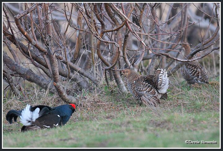 parade de tétras lyres